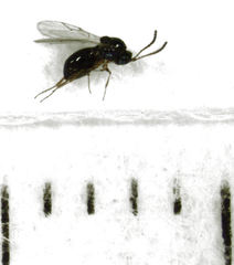 Leptopilina heterotoma