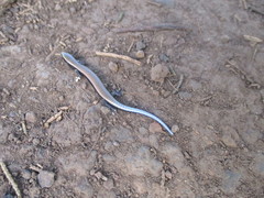 Chalcides viridanus