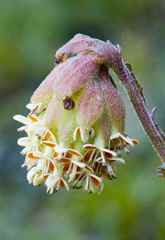 Glumicalyx lesuticus