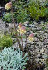 Glumicalyx lesuticus