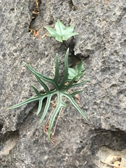 Calciphilopteris ludens