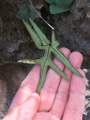 Calciphilopteris ludens