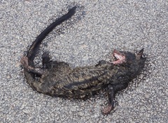 Paradoxurus musangus