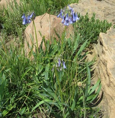 Agapanthus inapertus