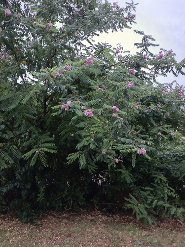Image of Robinia viscosa by (c) Saskia, some rights reserved (CC BY)