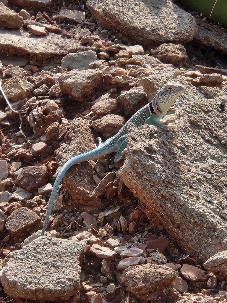 Eastern Collared Lizard from Randall County, TX, USA on July 5, 2023 at ...