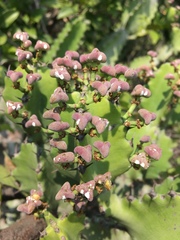 Euphorbia antiquorum