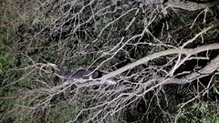 Pseudocheirus occidentalis