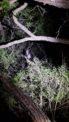 Pseudocheirus occidentalis