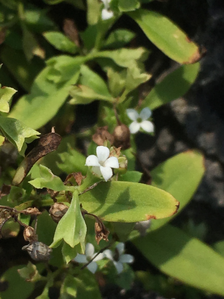 Old World Diamond Flower from 77150, Amphoe Kui Buri, Prachuap Khiri