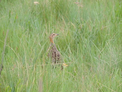 Scleroptila levaillantii
