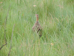Scleroptila levaillantii