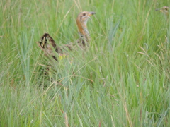 Scleroptila levaillantii