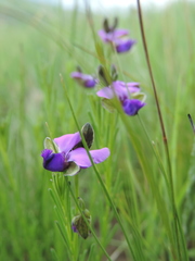 Polygala rehmannii