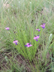 Polygala rehmannii