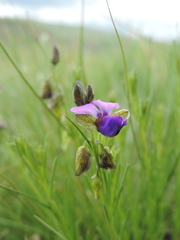 Polygala rehmannii