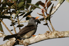 Hypsipetes madagascariensis