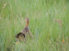 Scleroptila levaillantii