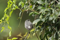 Zosterops mauritianus