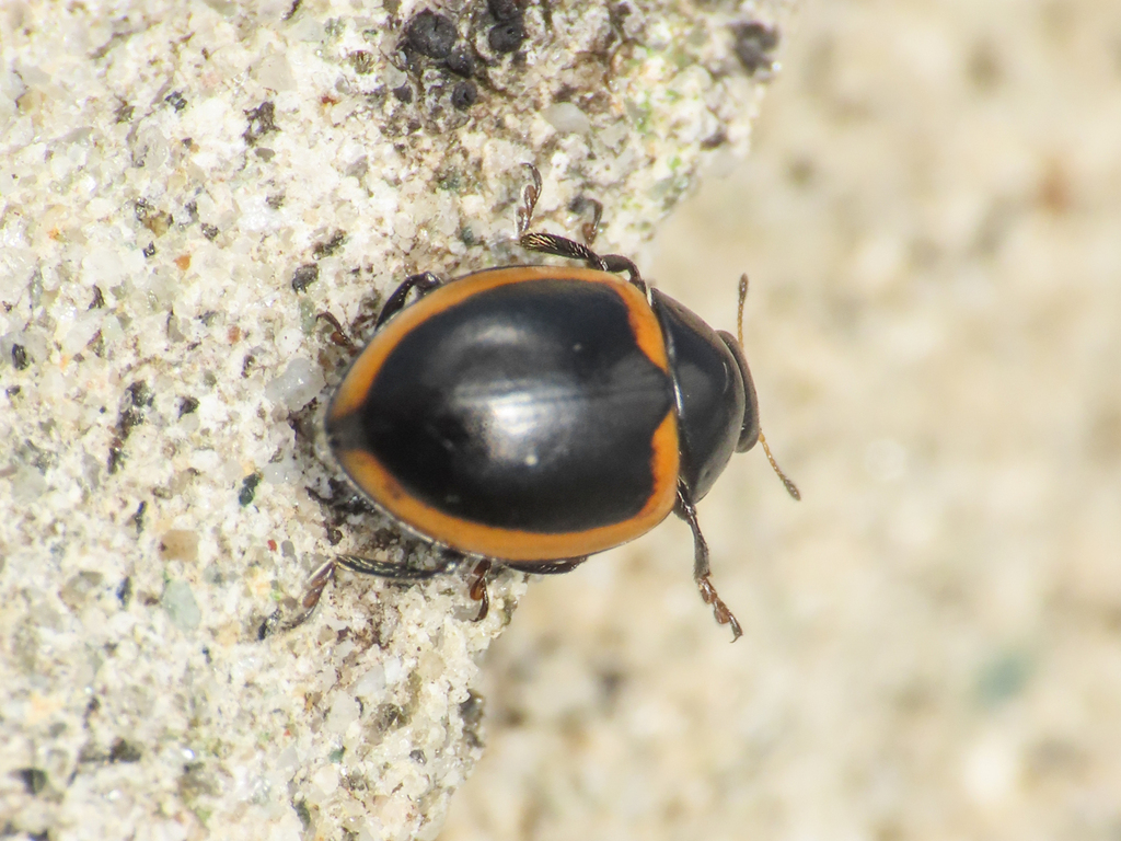 Coccinella venusta adalioides