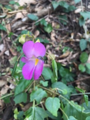 Impatiens putii