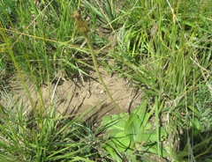 Gerbera piloselloides