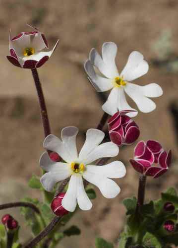 Zaluzianskya ovata image