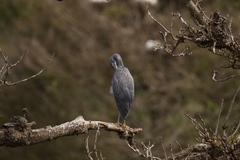 Egretta garzetta dimorpha