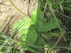 Gerbera piloselloides