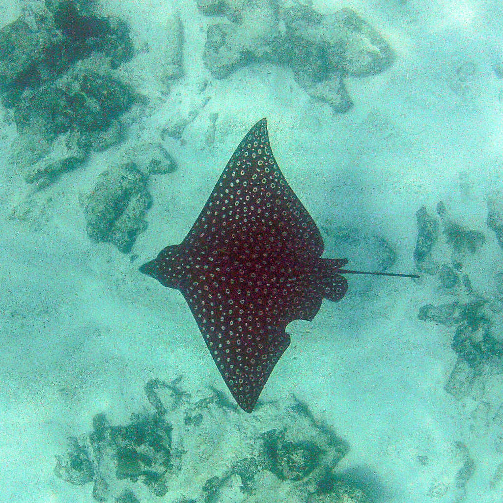 Whitespotted eagle ray gliding over reef and sand in Belize