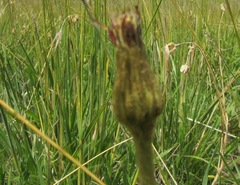 Gerbera piloselloides