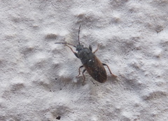 Megalonotus sabulicola