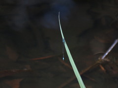 Acanthagrion