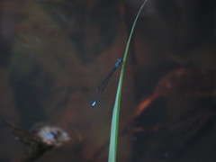 Acanthagrion