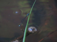 Acanthagrion