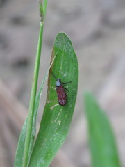 Mahanarva rubripennis