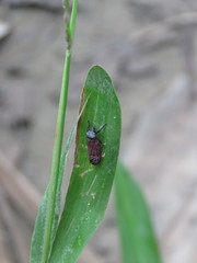 Mahanarva rubripennis