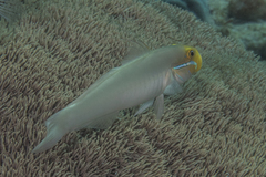 Valenciennea strigata