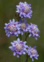 Strobilopsis wrightii