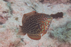 Ornate Leopard Wrasse photo 4