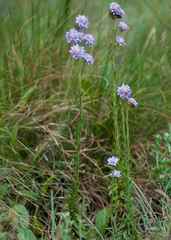 Strobilopsis wrightii