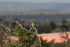 Treron australis