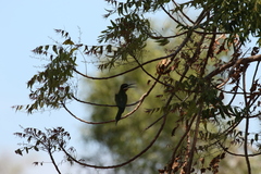 Merops superciliosus