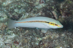 Halichoeres scapularis