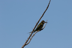 Merops superciliosus