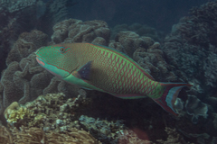 Cetoscarus ocellatus