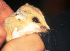 Sminthopsis crassicaudata