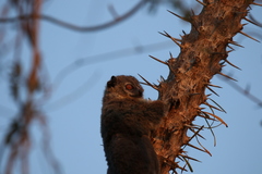 Lepilemur