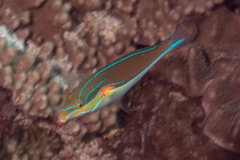 Stethojulis bandanensis