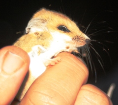 Sminthopsis crassicaudata